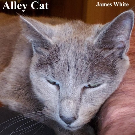 Alley Cat | Boomplay Music